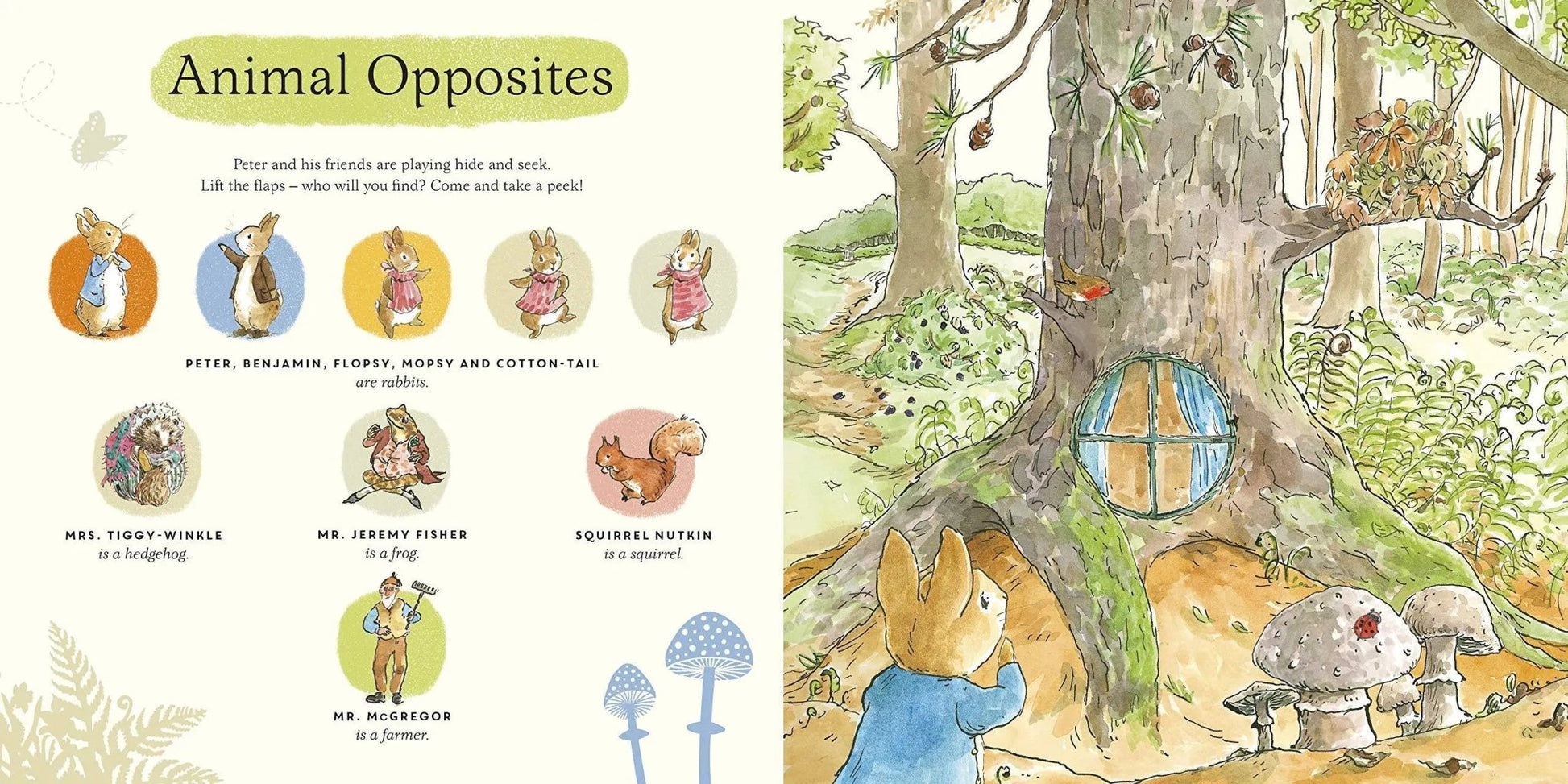 What Can You See, Peter (Peter Rabbit Lift the Flap Book) - Bookspeed - The Forgotten Toy Shop